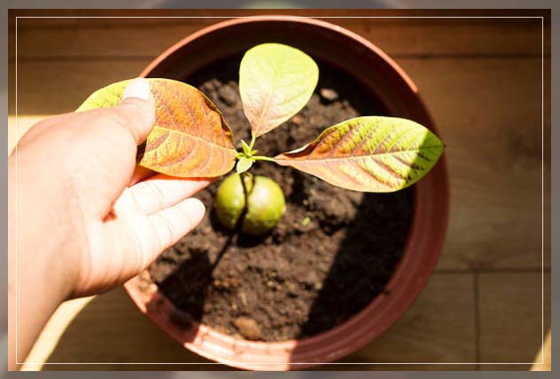 planting mechanism is important