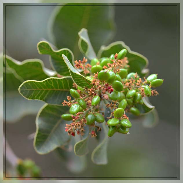 buds