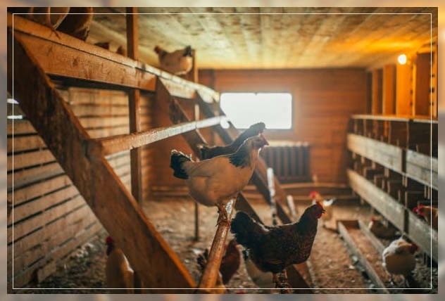chicken coop 1