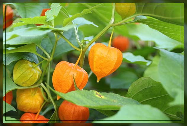 chinese lanterns