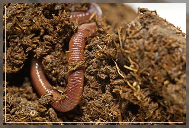 getting the organic soil to work