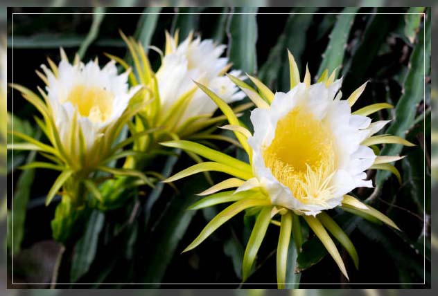 dragon fruit 1