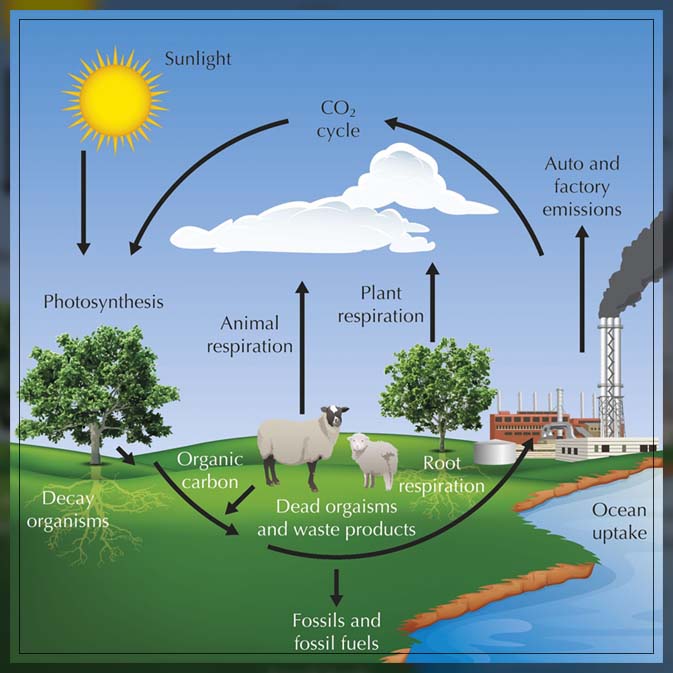 understanding nutrient cycling