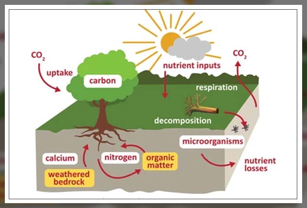 understand the different cycles
