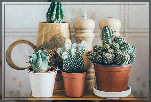 choosing thimble cactus