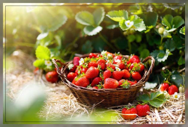 explaining phytonutrients