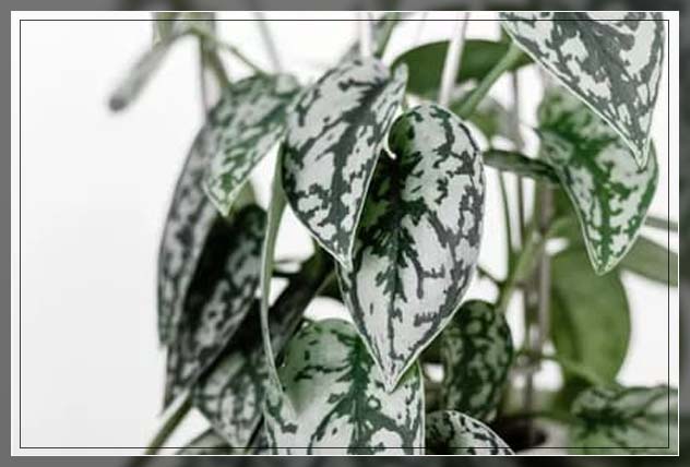 satin pothos