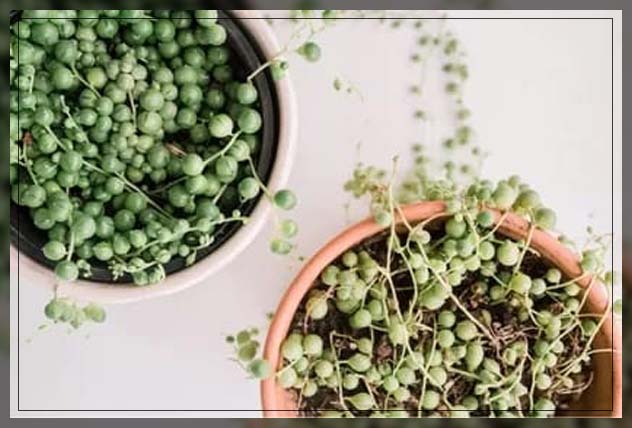 string of pearls