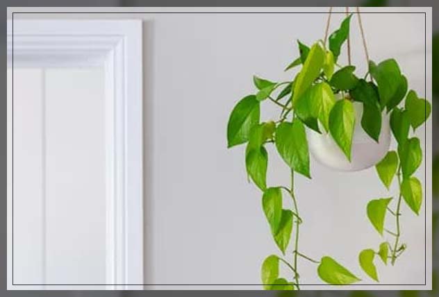 vine plants, pothos