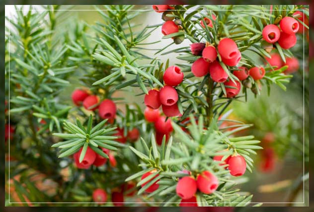 yew shrubs