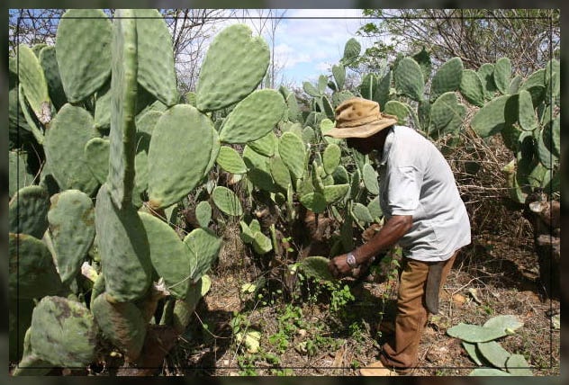 Cactus plants 7