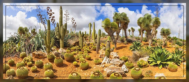 Desert plants 8