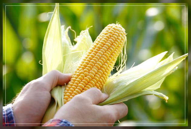 Corn flakes 1