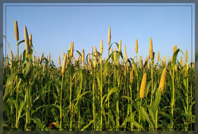 Corn flakes 3