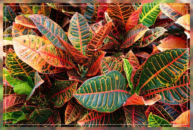 Decorative plants 2