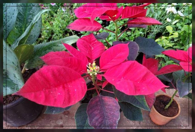 Decorative plants 6