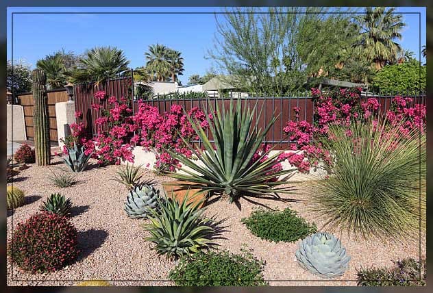 Desert plants 1