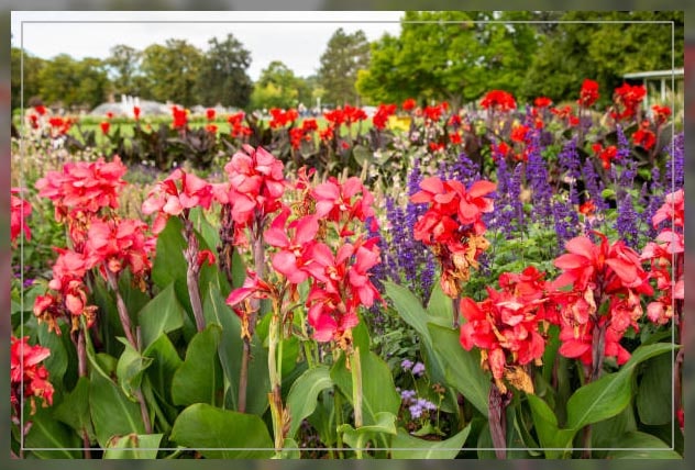 Ornamental plants 2