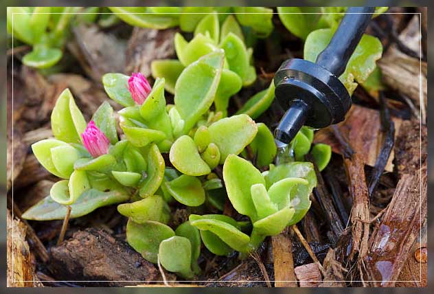 Plants in UAE 1