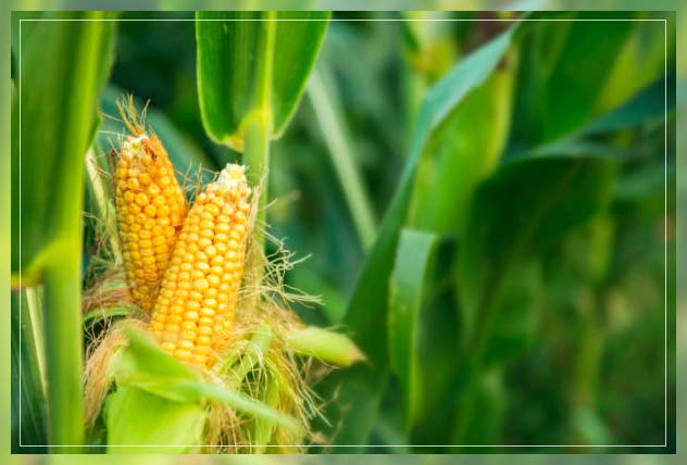 Sweet corn 4