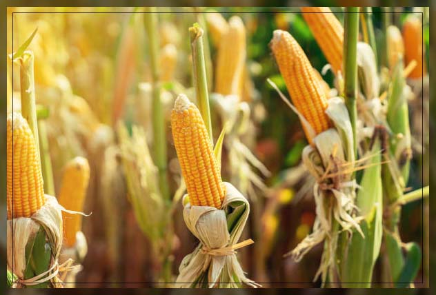Sweet corn 5