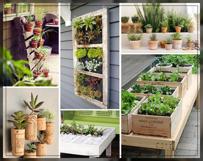 understanding potted plant ideas 