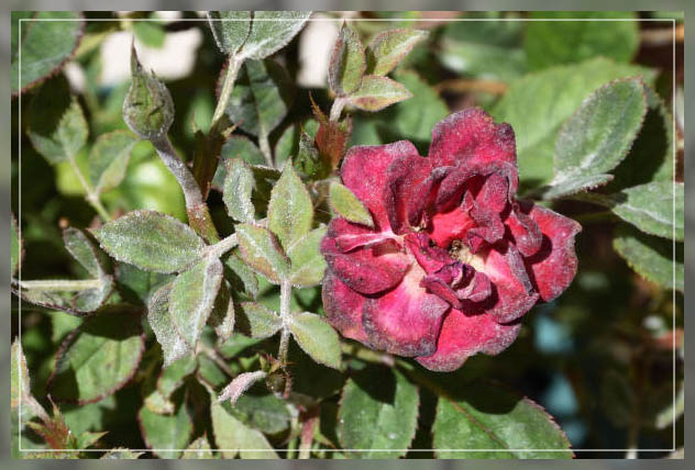 powdery mildew