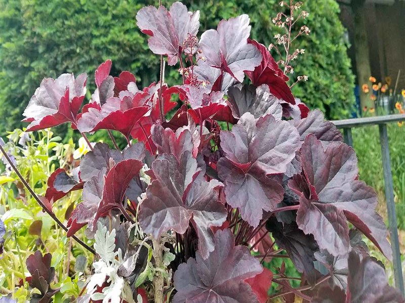 heuchera plants 