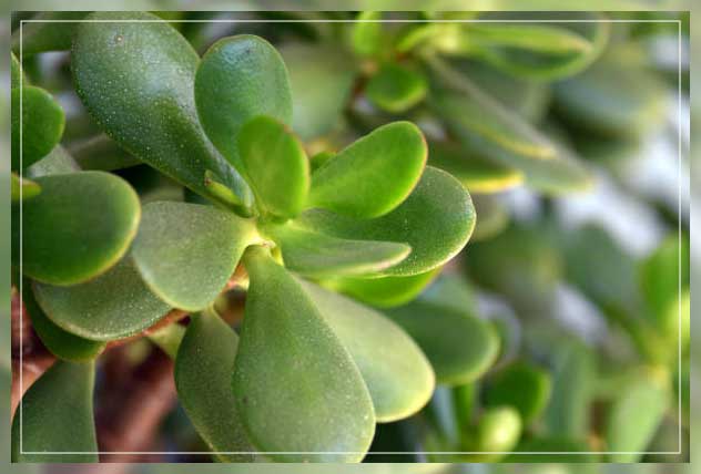 Money plant 2