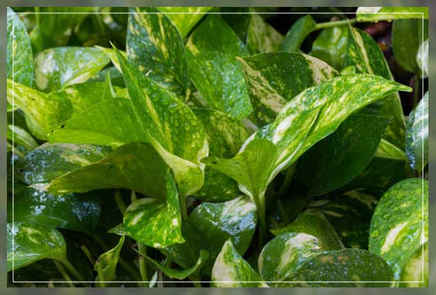 Money plant 5