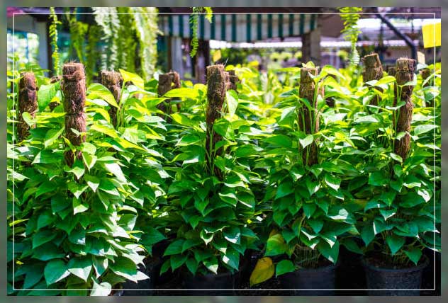 Money plant 6