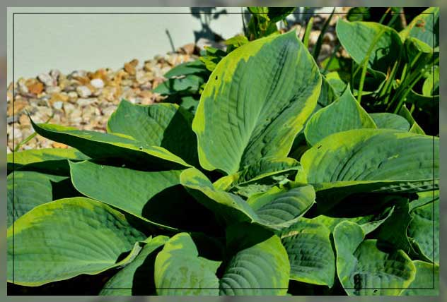 Money plant 7