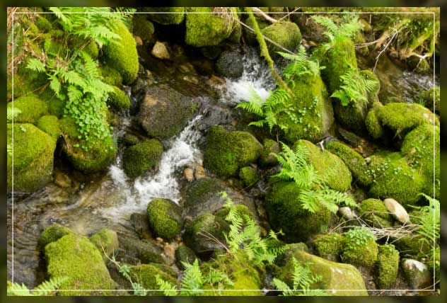 Non flowering plants 3