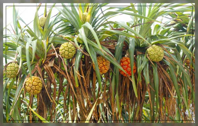 Non flowering plants 6