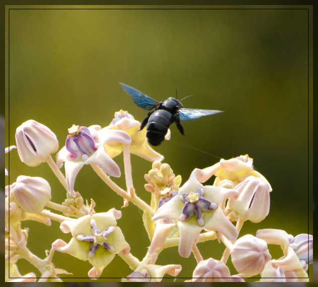 Non flowering plants 8