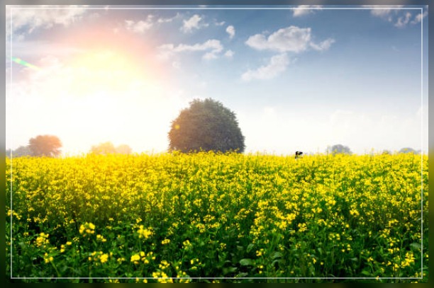 Sunflower plant 7