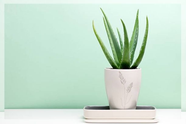 aloe