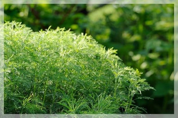 drought-tolerant plants 3
