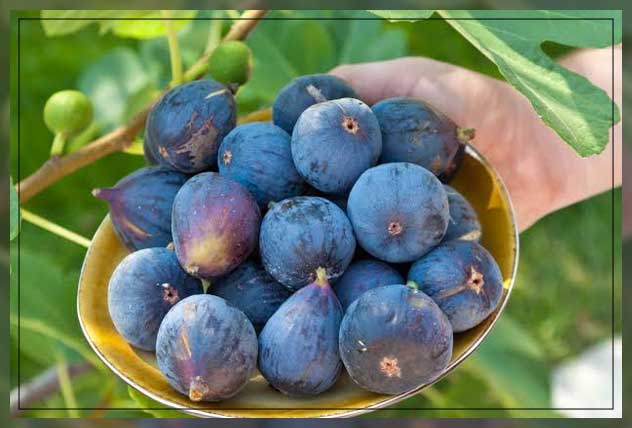 fig trees 2