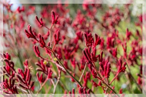 kangaroo paw