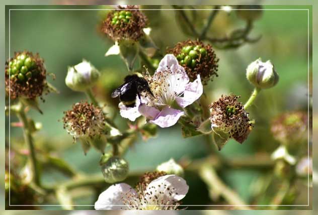 why is nectar important?