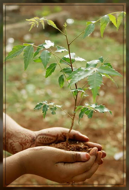 neem tree 1