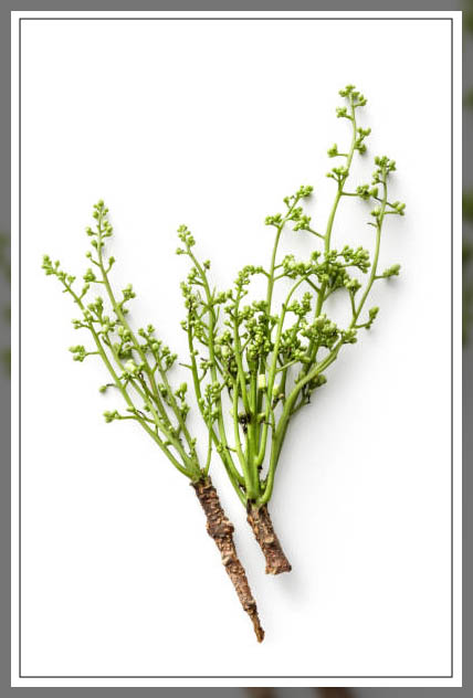 neem tree 2