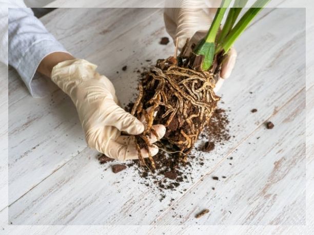 root rot