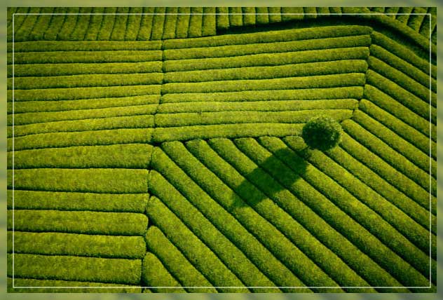 tea leaves 2