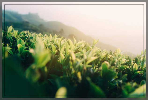 tea leaves