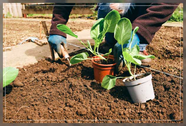 Brussels sprouts plantation