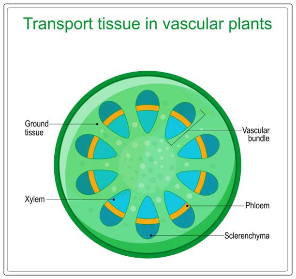 Xylem and phloem 6