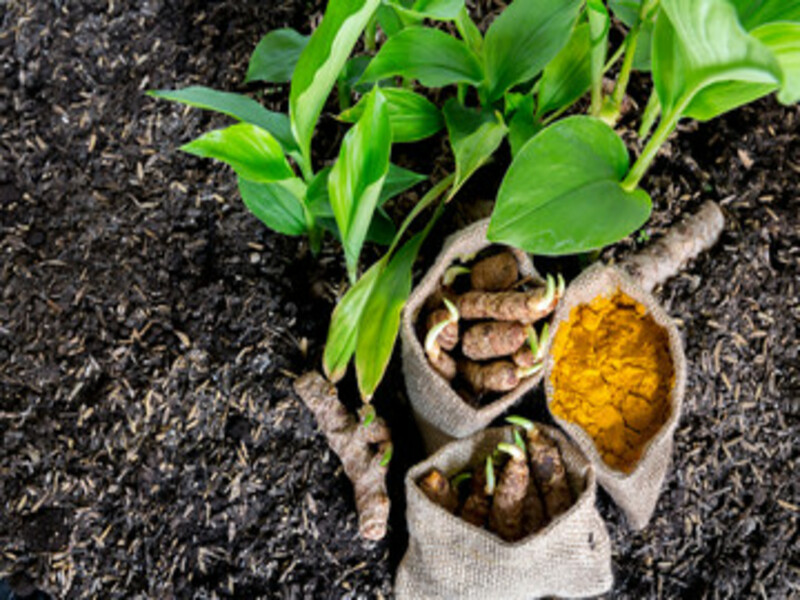 basics of planting turmerics