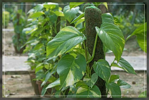 money plant 2